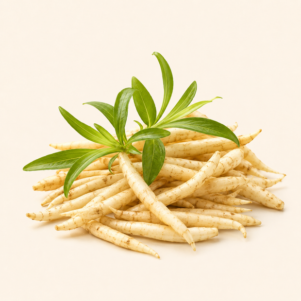 Safed Musli